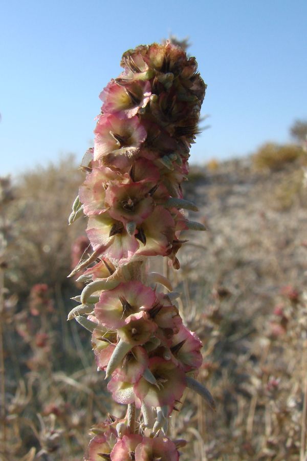 Image of Pyankovia brachiata specimen.