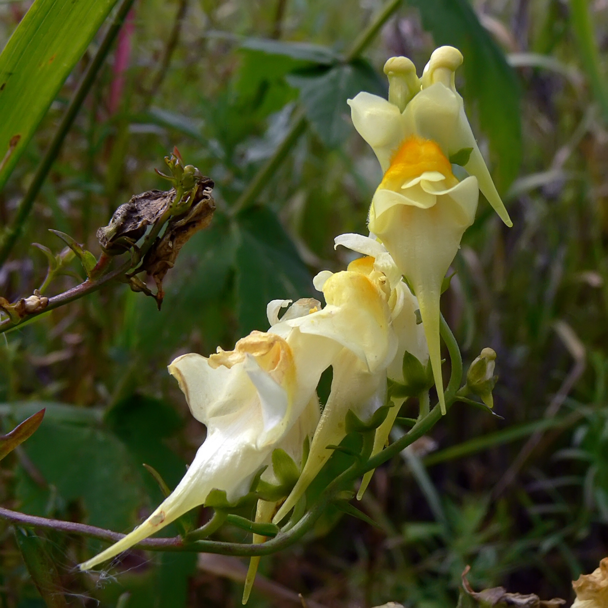 Image of Linaria vulgaris specimen.