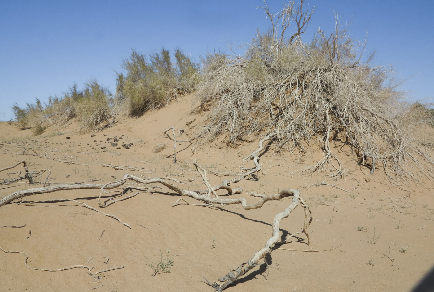 Image of Haloxylon persicum specimen.