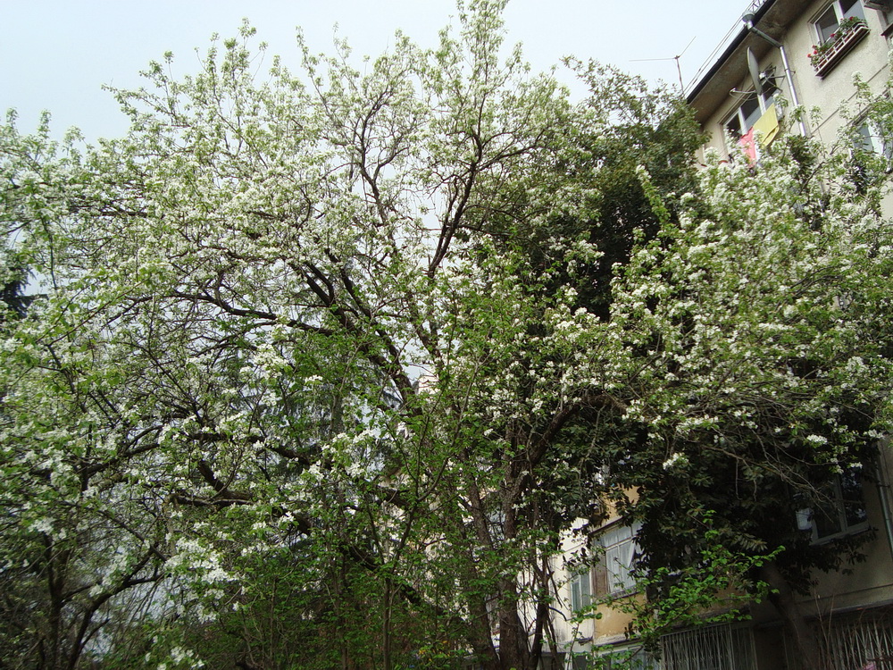 Image of genus Pyrus specimen.