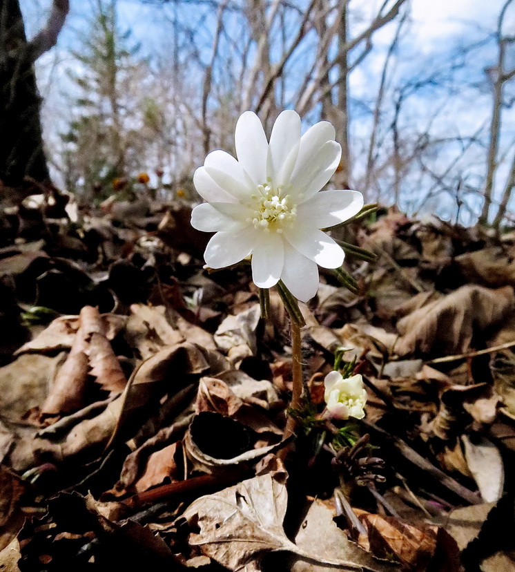 Image of Anemone raddeana specimen.