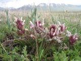 Pedicularis karatavica. Цветущие растения. Казахстан, Джамбулская обл., предгорья Таласского Алатау, р-н каньона Коксай, предгорная степь на мелкоземах, 1800 м н.у.м. 18 апреля 2016 г.