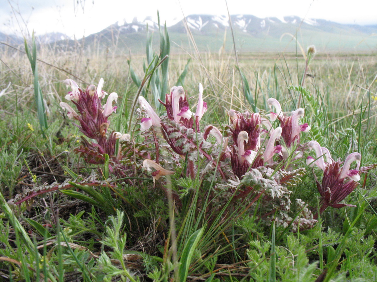 Image of Pedicularis karatavica specimen.