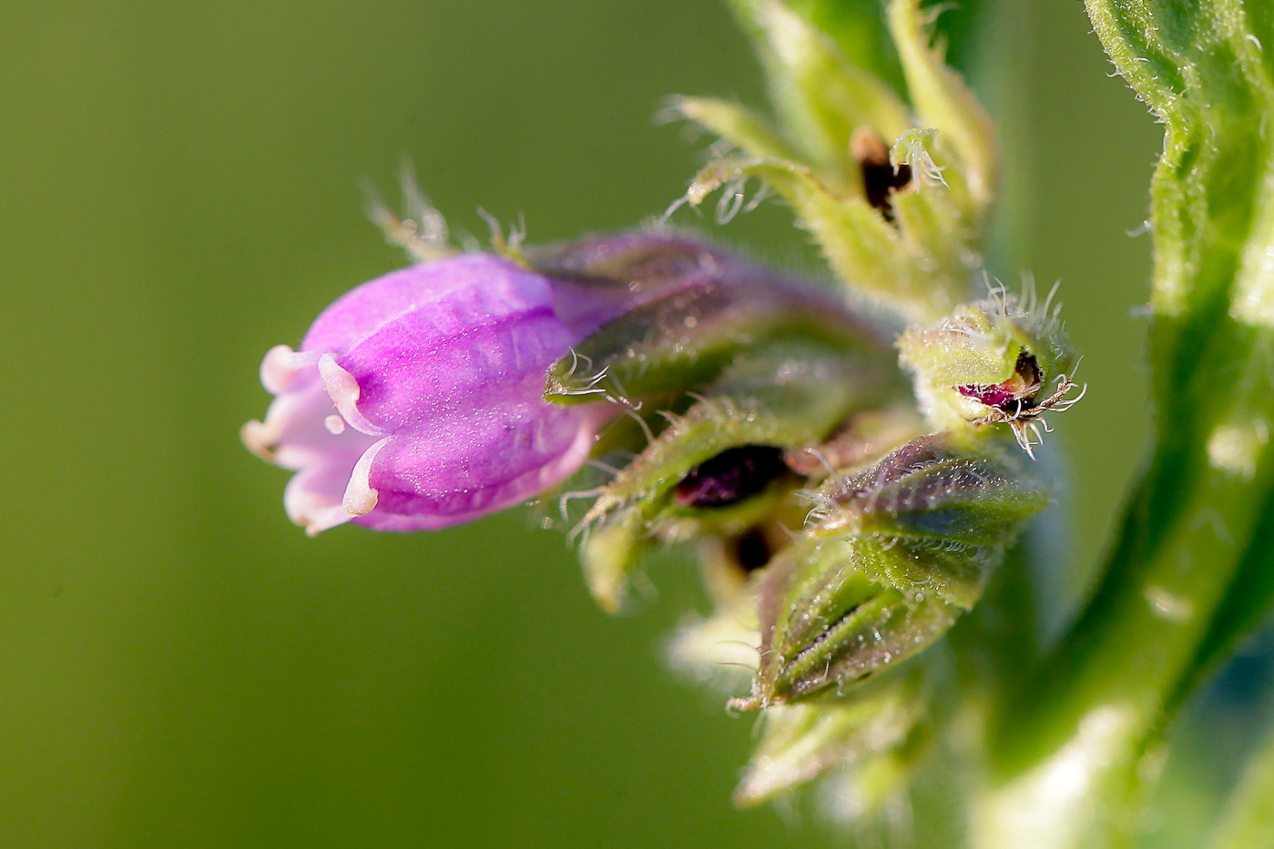 Image of Symphytum officinale specimen.