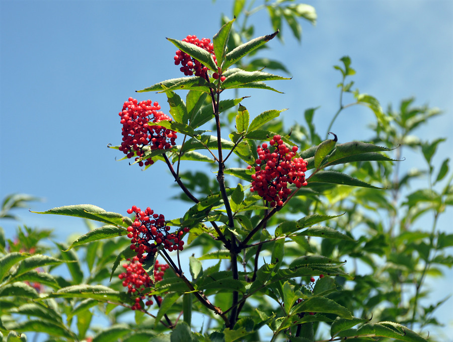 Изображение особи Sambucus racemosa.