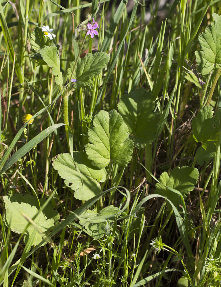 Image of Erodium malacoides specimen.