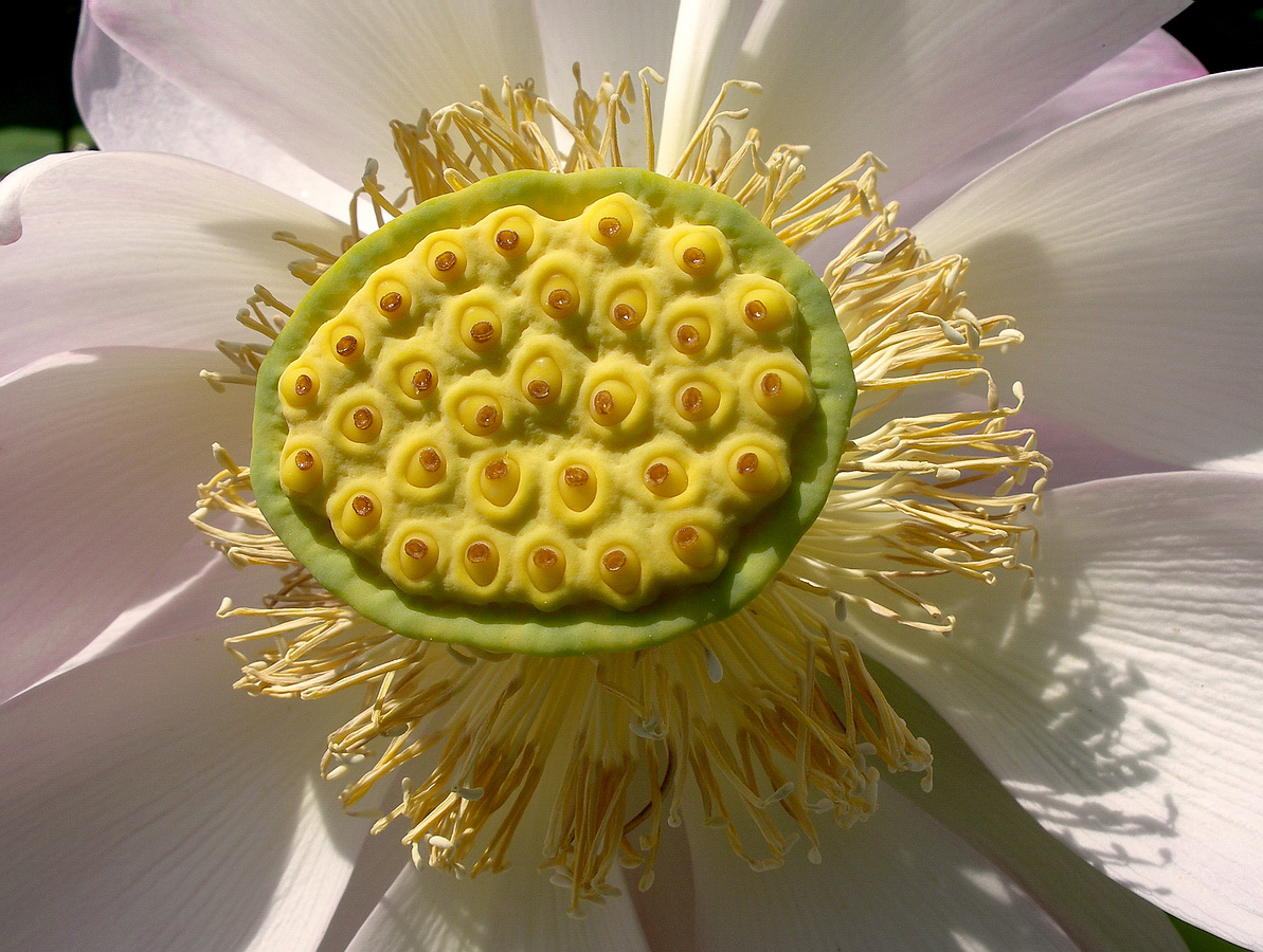 Image of Nelumbo komarovii specimen.