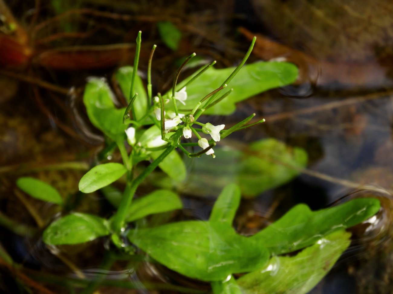 Изображение особи Cardamine regeliana.