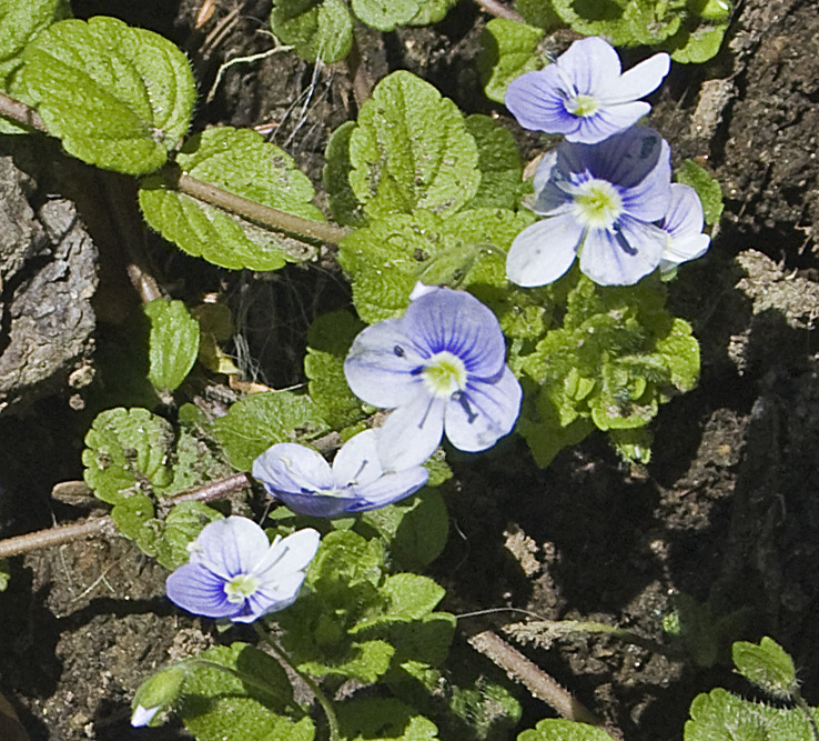 Изображение особи Veronica filiformis.