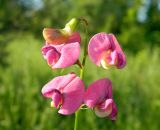 Lathyrus tuberosus. Соцветие. Подмосковье, окр. г. Одинцово, разнотравный луг. Июль 2016 г.