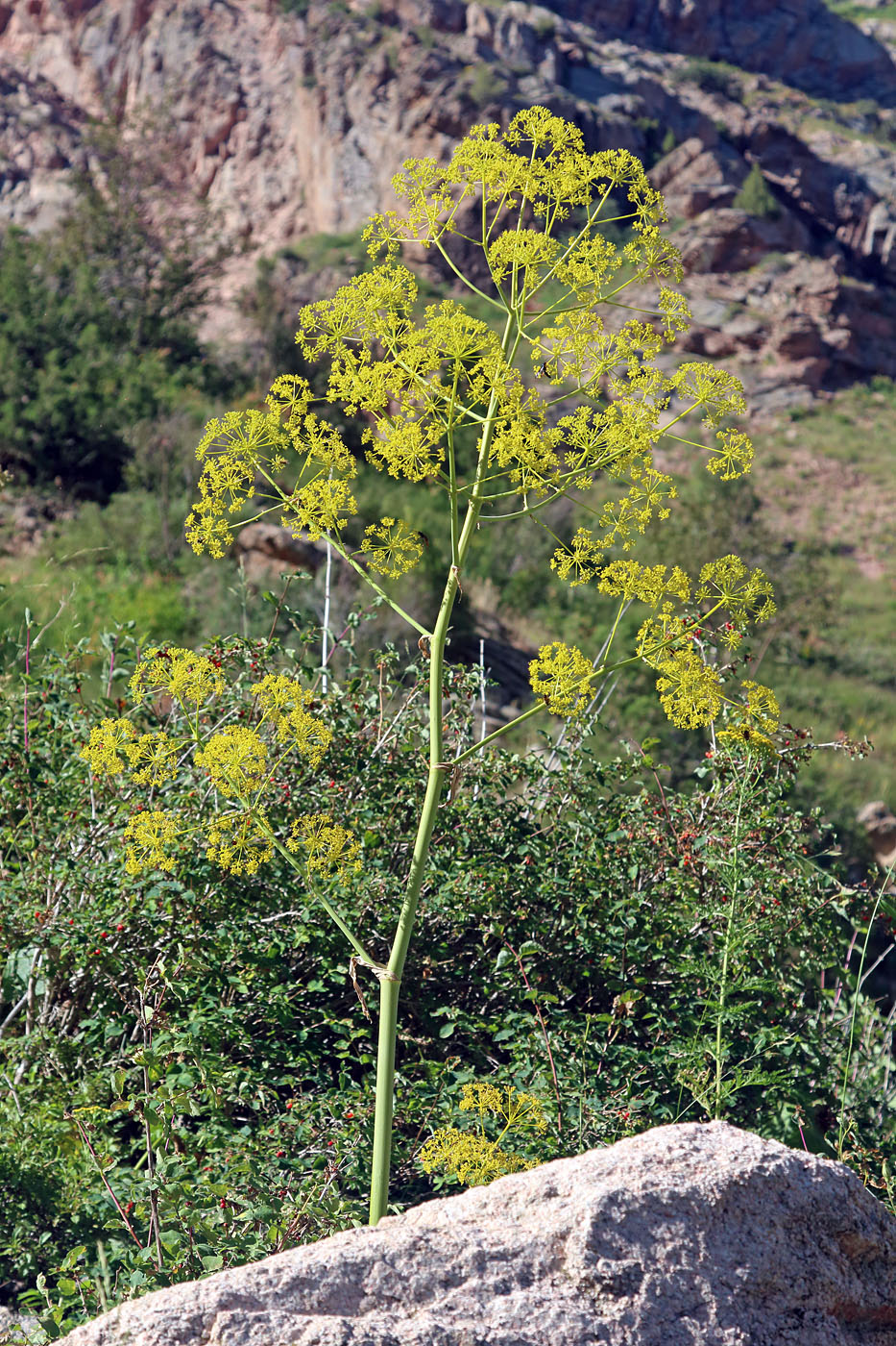 Image of Ferula kirialovii specimen.