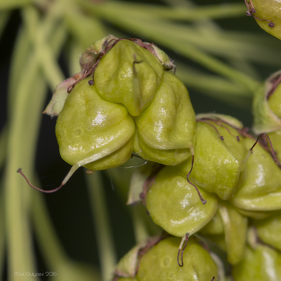 Image of Physocarpus opulifolius specimen.