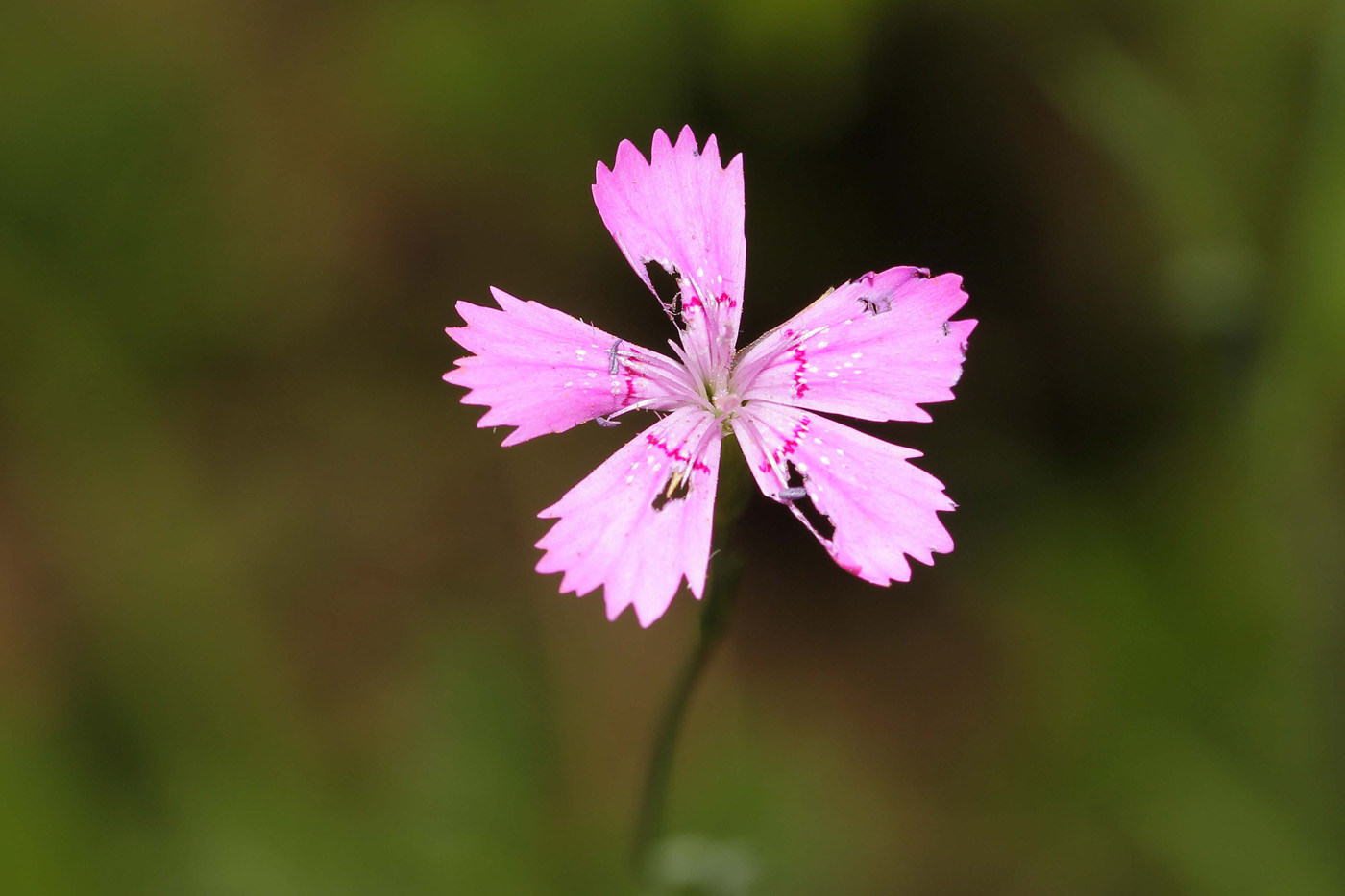 Изображение особи Dianthus deltoides.