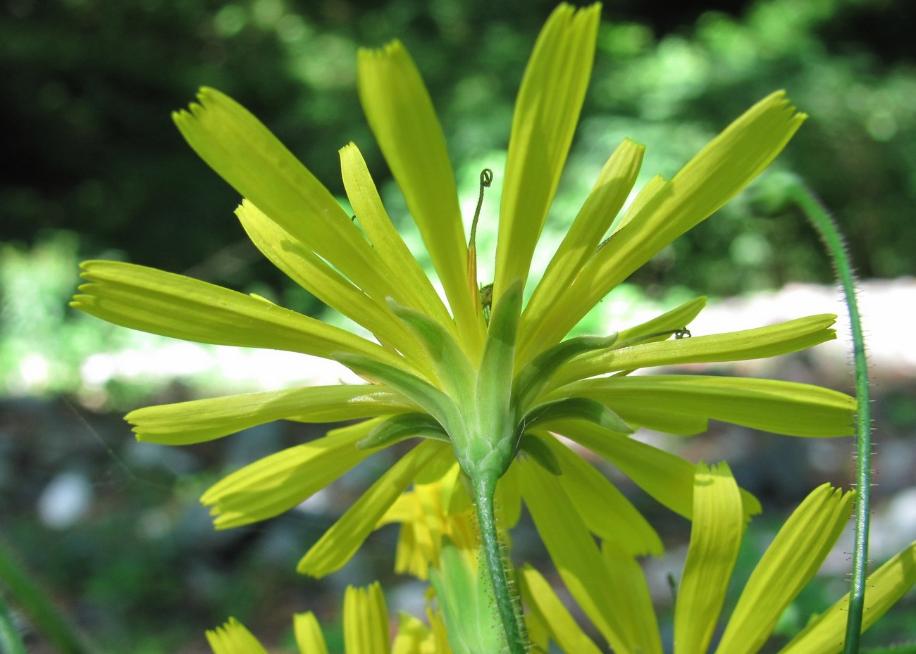 Изображение особи Lapsana grandiflora.