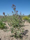 Nepeta micrantha