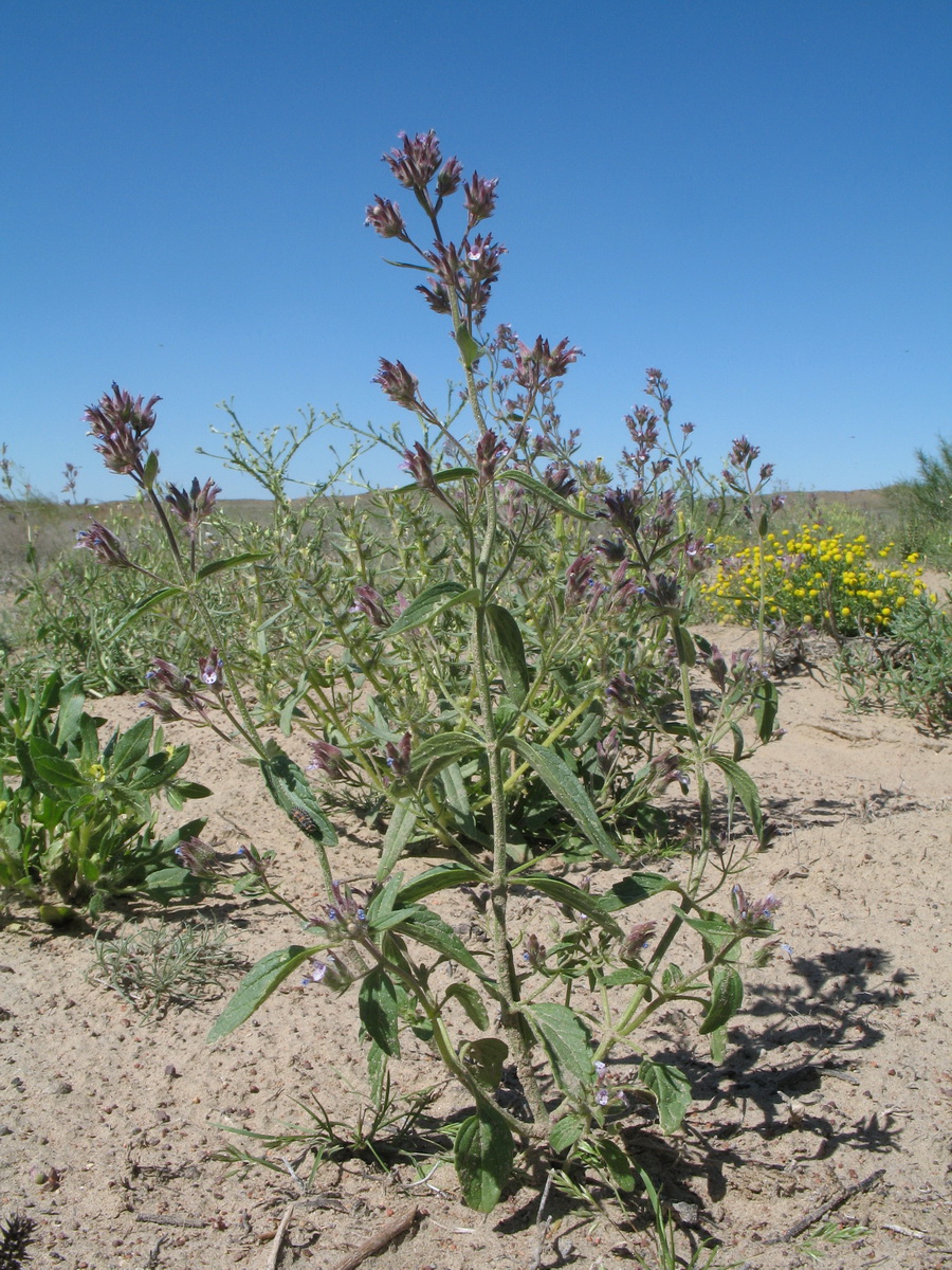 Изображение особи Nepeta micrantha.