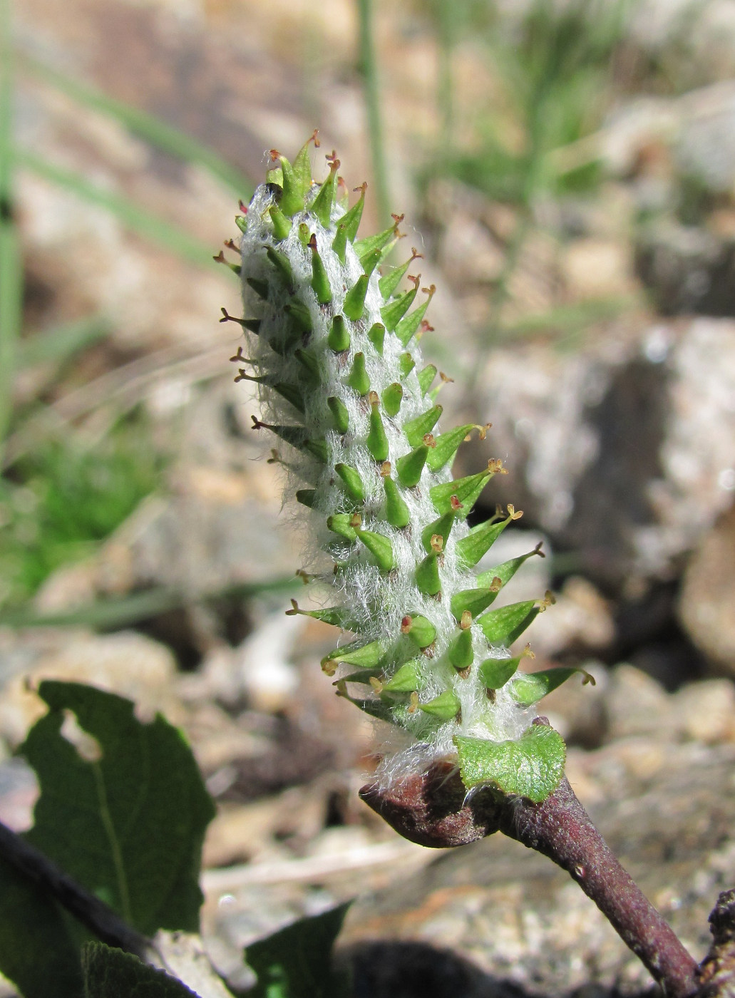 Изображение особи Salix caucasica.