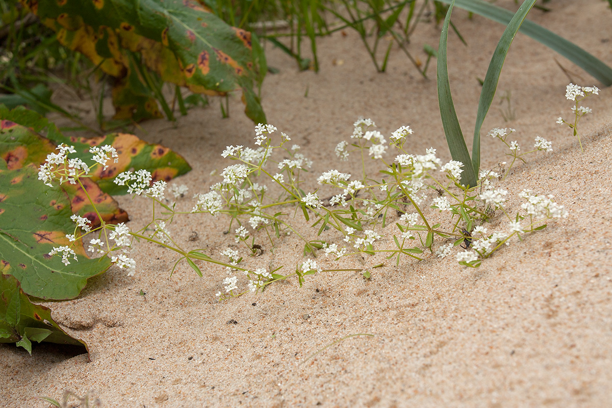 Image of Galium palustre specimen.