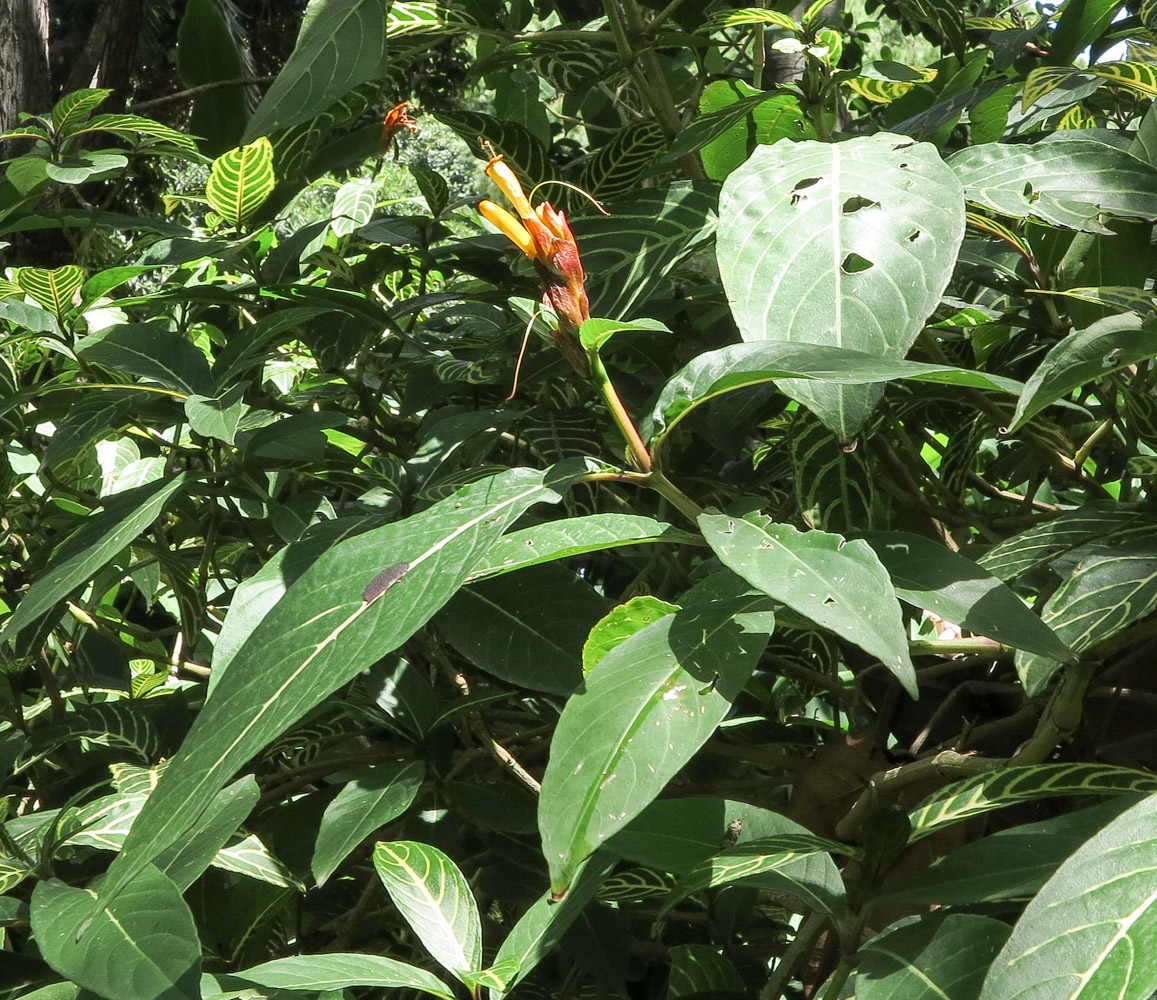Изображение особи Sanchezia speciosa.