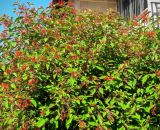 Hamelia patens
