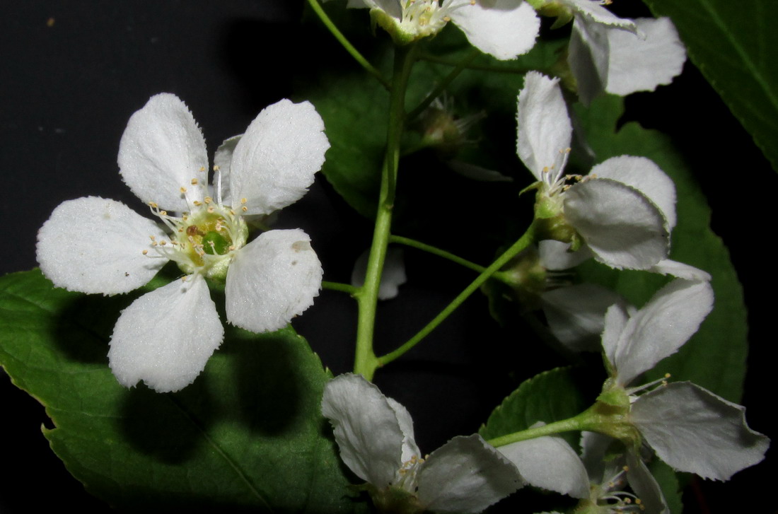 Image of Padus avium ssp. pubescens specimen.