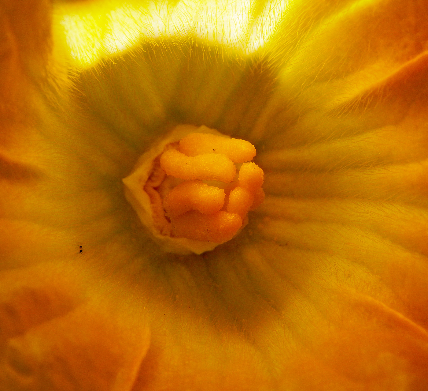 Image of Cucurbita pepo specimen.