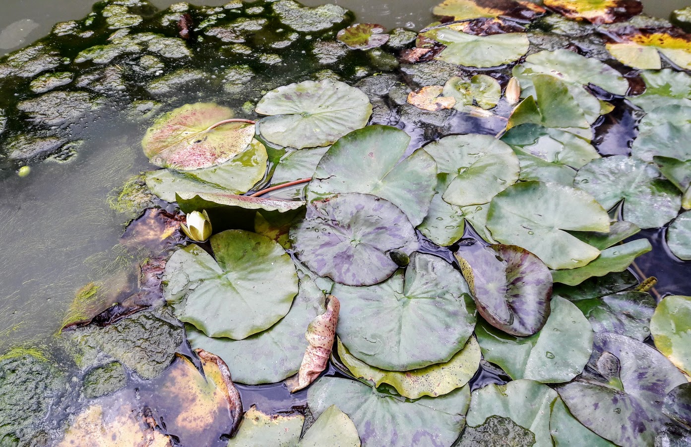 Image of Nymphaea odorata specimen.