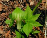 Arisaema robustum