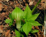 Arisaema robustum. Часть цветущего растения. Приморский край, Хасанский р-н, гора Голубиный Утес, распадок в редколесье из Quercus dentata на склоне южной экспозиции. 26.05.2015.