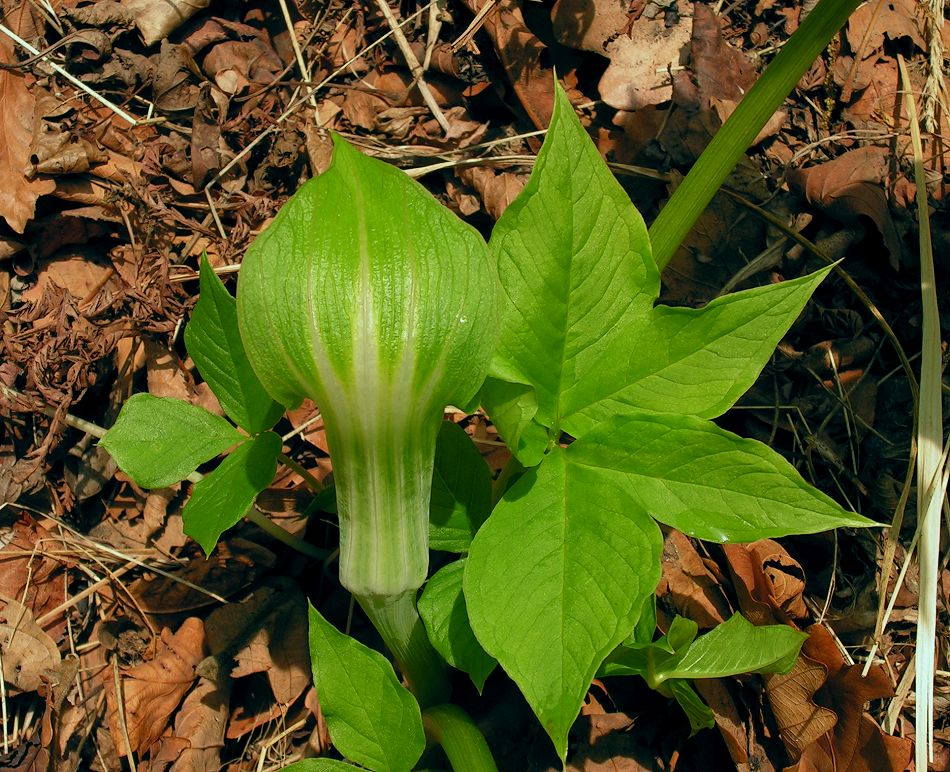 Image of Arisaema robustum specimen.