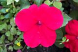 Impatiens walleriana. Цветок. Владивосток, Ботанический сад. 12.09.2016.