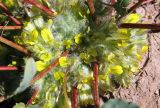 Astragalus sewertzowii. Соцветие и черешки листьев. Узбекистан, Ташкентская обл., зап. отроги Чаткальского хр., гора Бол. Чимган, зап. гребень. 18.06.2013.
