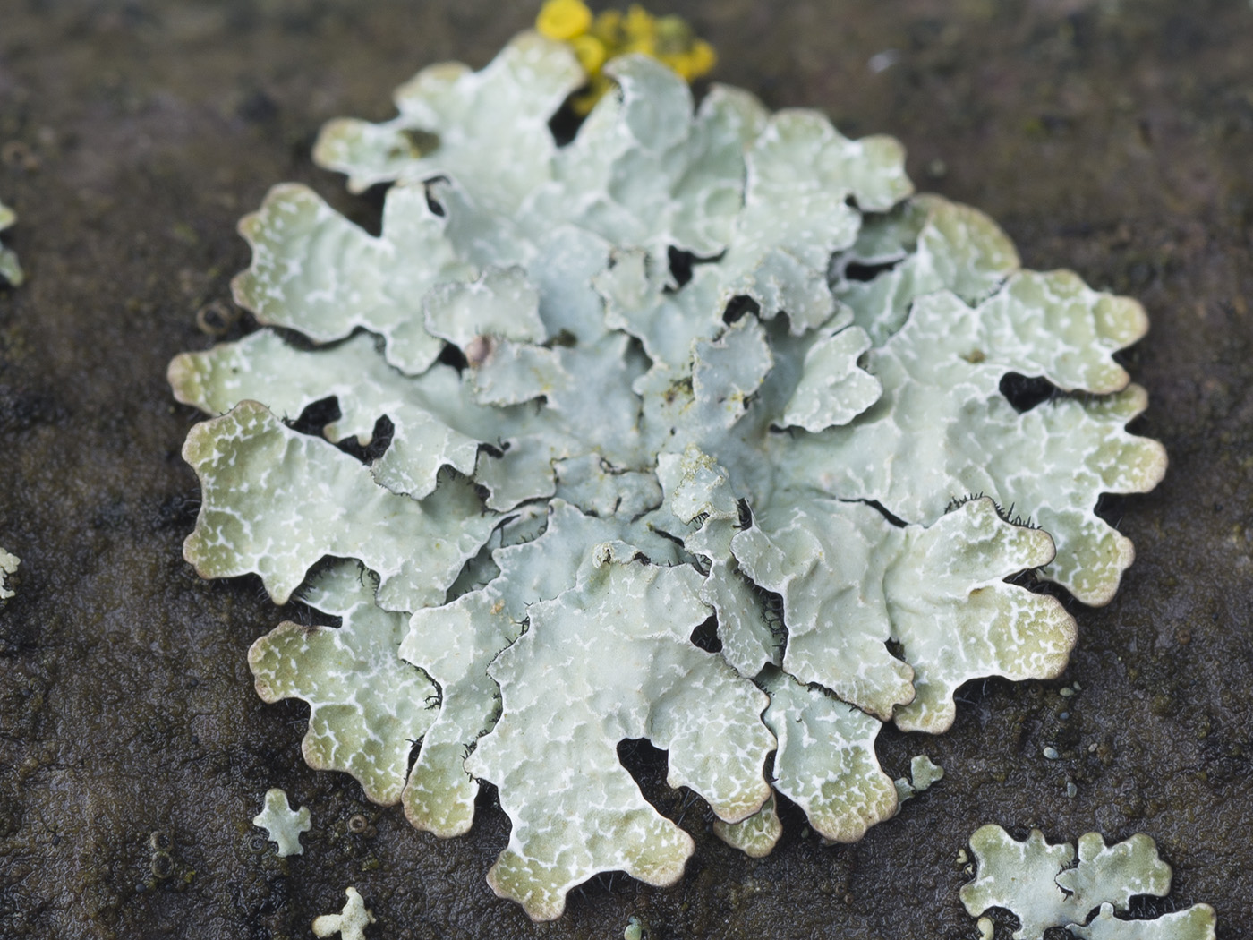 Изображение особи Parmelia saxatilis.