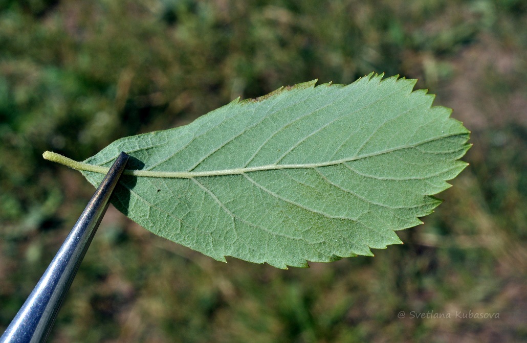 Image of Spiraea × billardii specimen.