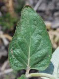 Phlomis sewerzowii