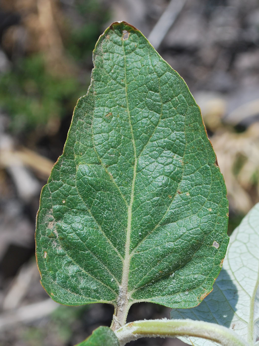 Изображение особи Phlomis sewerzowii.