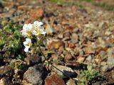 Draba ussuriensis