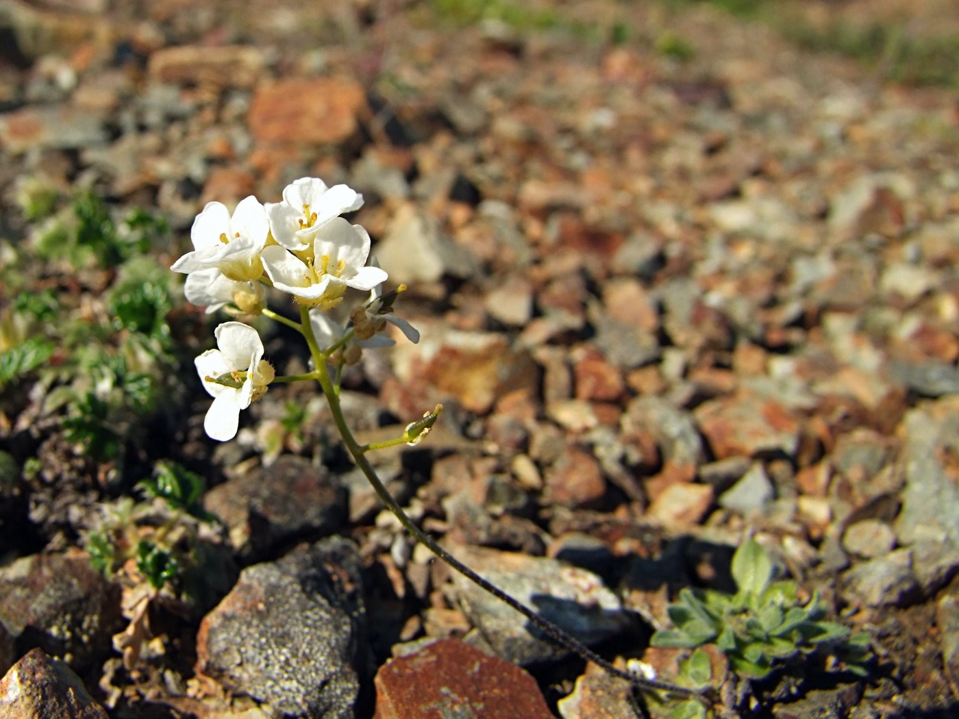 Image of Draba ussuriensis specimen.