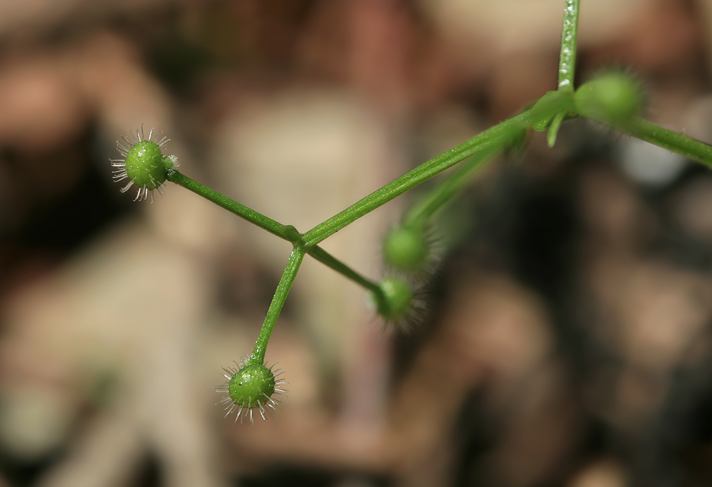 Image of Galium odoratum specimen.