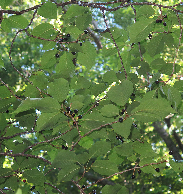 Image of Cerasus sachalinensis specimen.