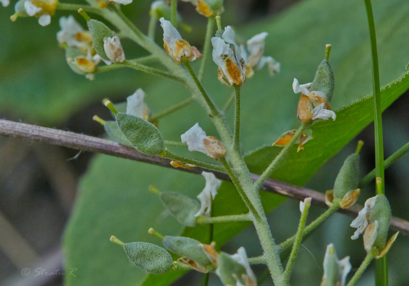 Изображение особи Schivereckia podolica.