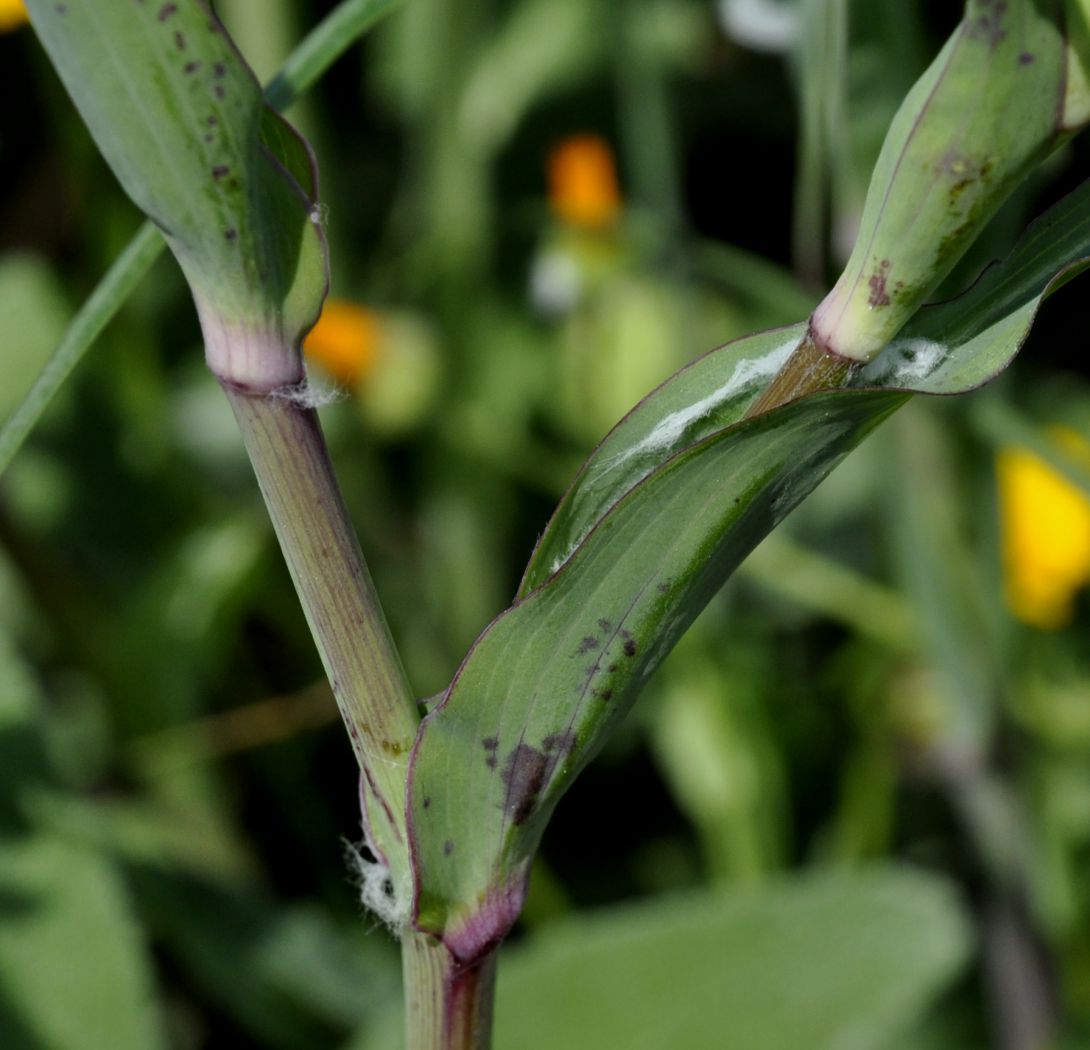 Image of Tragopogon australis specimen.