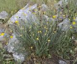 Anthemis tinctoria