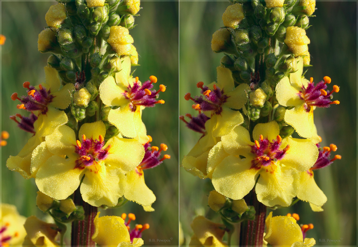 Изображение особи Verbascum nigrum.