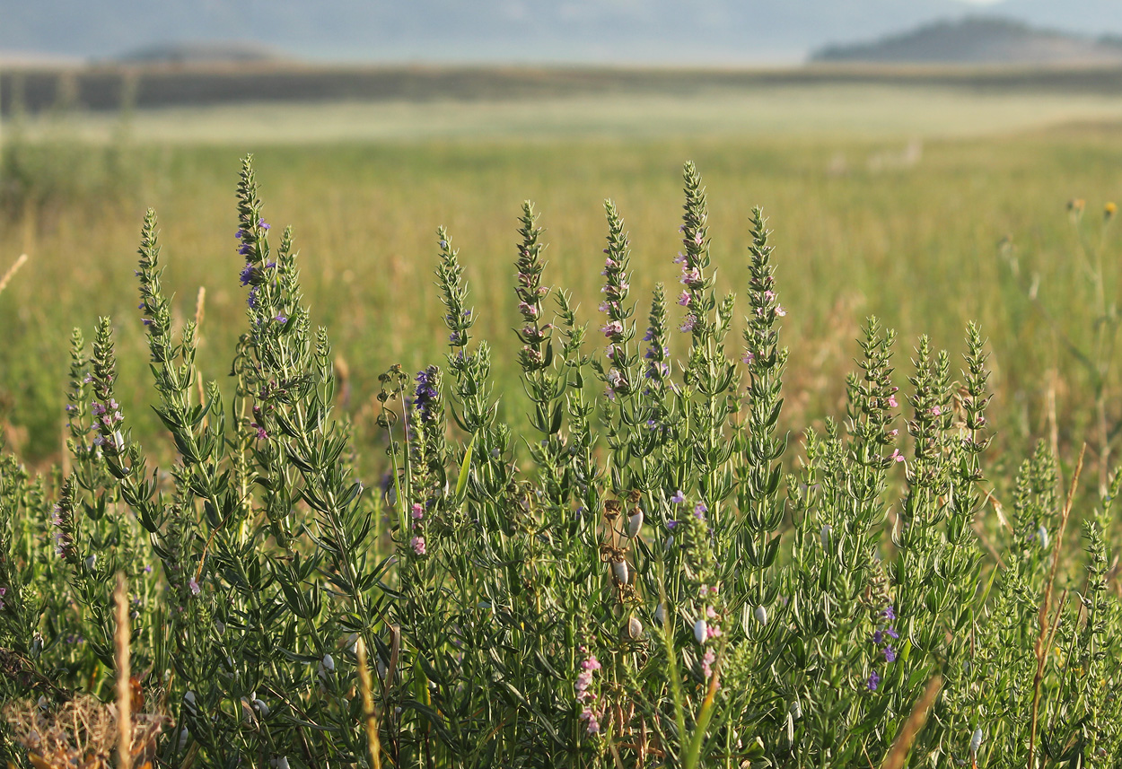 Изображение особи Hyssopus officinalis.