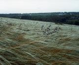 Stipa pulcherrima. Массовое цветение на степном склоне (среди ковылей видны цветущие побеги Salvia nutans). Украина, Донецкая обл., Новоазовский р-н, заповедник \"Хомутовская степь\". Начало июня 2004 г.