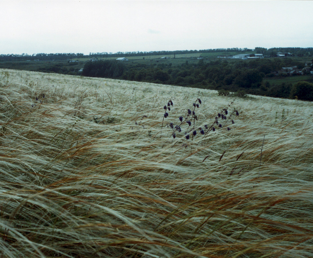 Изображение особи Stipa pulcherrima.