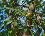 Aesculus flava