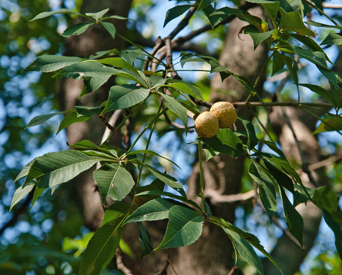 Изображение особи Aesculus flava.