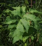 Heracleum sibiricum. Лист. Пермский край, г. Пермь, Кировский р-н, окраина суходольного разнотравного луга, вдоль березового колка. 17.07.2016.